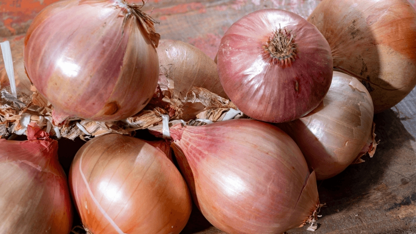 Peut On Manger Des Oignons Tous Les Jours AlloDocteurs