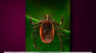 Maladie de Lyme : 300 personnes portent plainte au pénal