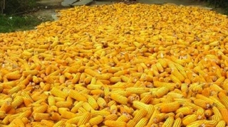 Maïs OGM : le Conseil d'Etat suspend l'interdiction