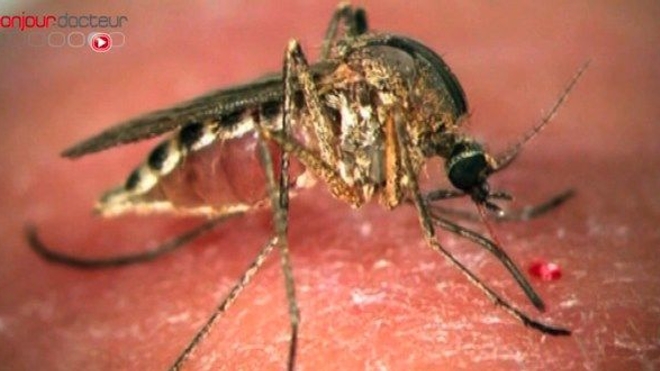 Zika : un délai d'un mois avant de pouvoir donner son sang