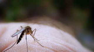 Paludisme : les effets secondaires des traitements