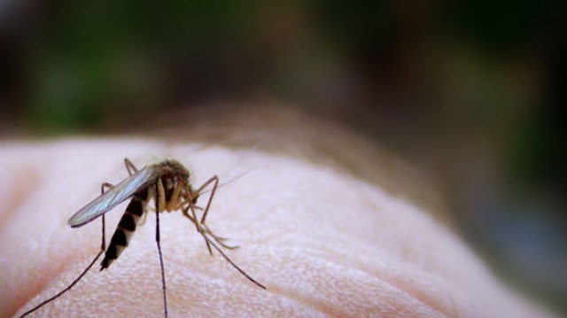 Comment les moustiques font-ils pour vous repérer ?