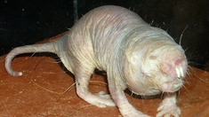 L'étonnant rat-taupe nu révèle quelques-uns de ses secrets