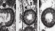 Un Nobel au coeur de la cellule