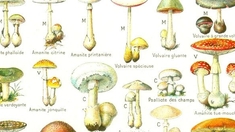 Intoxication aux champignons : les signes qui doivent alerter