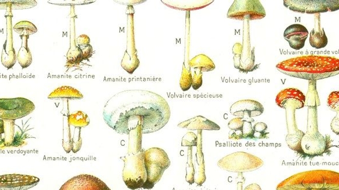 Intoxication aux champignons : les signes qui doivent alerter