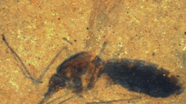 Le moustique pique depuis (au moins) 46 millions d'années