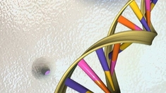 CRISPR-Cas9 : les "ciseaux génétiques" sont-ils sans risque ?