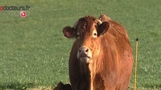 Maladie de la vache folle : un Britannique sur 2.000 serait porteur du prion