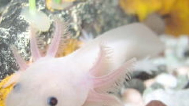 L'axolotl, petit amphibien mexicain, peut passer toute son existence à l'état larvaire. Il possède également la capacité de régénérer ses organes lorsque ceux-ci sont endommagés ou détruits...