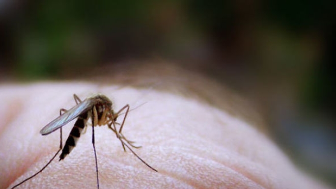 Réchauffement climatique : le paludisme prend de l'altitude