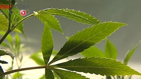 Une étude montre que le cannabis est inefficace contre les troubles mentaux