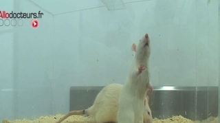 Bisphénol A : responsable de tumeurs du foie chez la souris