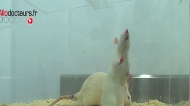 Bisphénol A : responsable de tumeurs du foie chez la souris