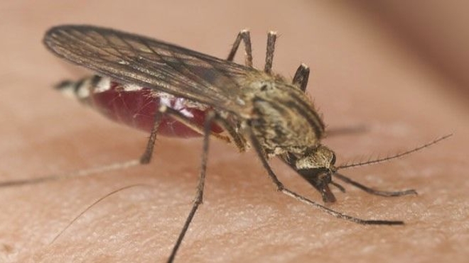 Chikungunya, la bête noire des Antilles