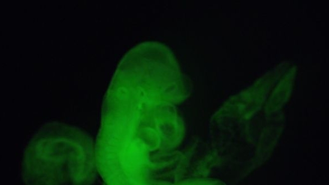 Cet embryon de souris s'est-il réellement développé à partir de cellules souches créées avec un peu d'acide ?