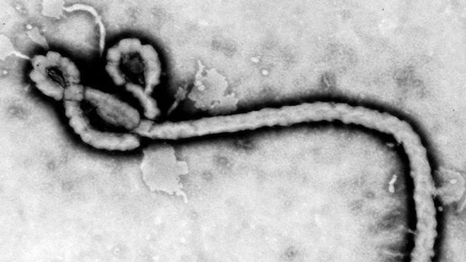 Ebola : trois formes du virus circulent en Guinée