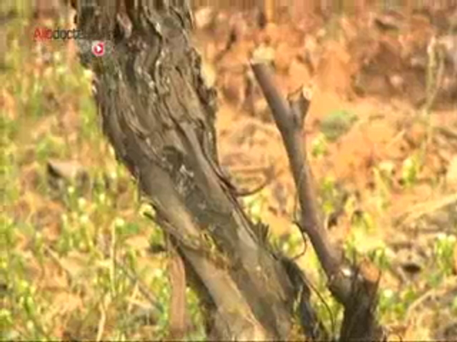 Pesticides : a-t-on le droit de ne pas traiter ses vignes ? Avril 2014 - Photo : Emmanuel Giboulot, viticulteur bio