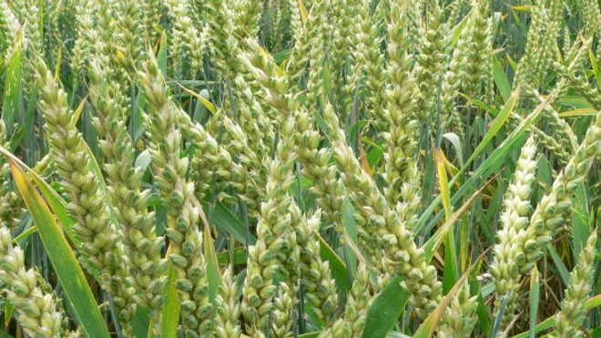 Allergie au blé ou intolérance au gluten ? (cc-by-sa David Monniaux)
