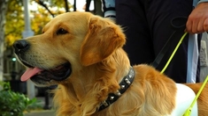 Les chiens guides refusés dans plus de 25% des lieux ouverts au public