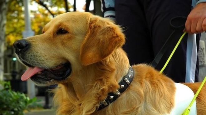 Les chiens guides refusés dans plus de 25% des lieux ouverts au public (Photo : © Boris Djuranovic - Fotolia.com)
