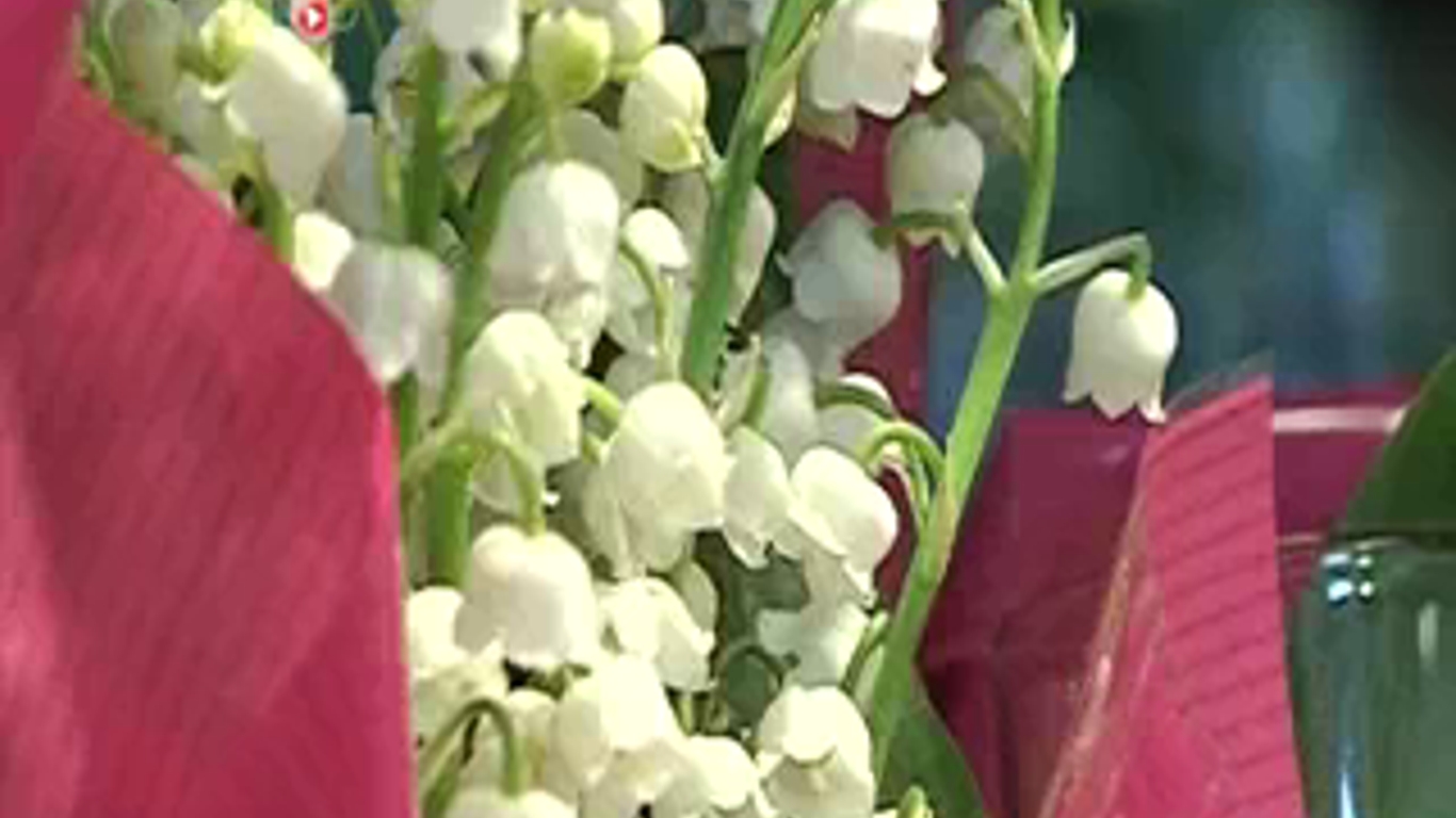 Le muguet : attention, plante toxique !