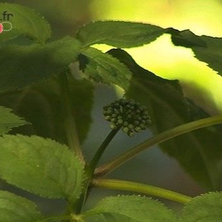 Retrouver du tonus grâce aux plantes