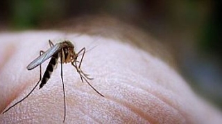 Le chikungunya débarque en Polynésie française