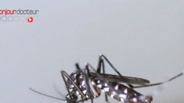 Chikungunya : doit-on craindre une épidémie en France ?