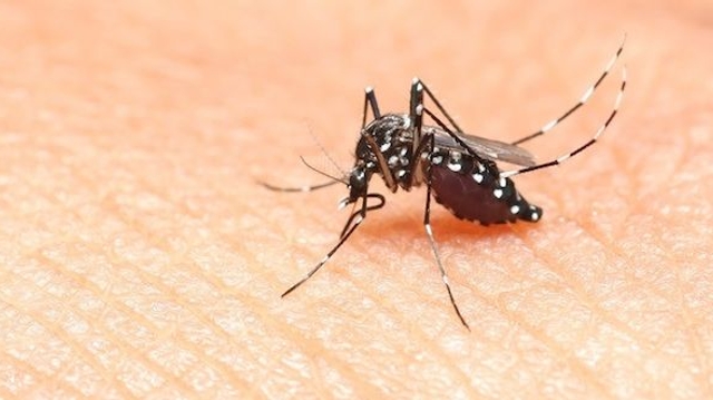Zika : l'épidémie devrait s'éteindre d'elle-même dans les trois ans (étude)
