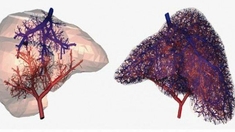 Les vaisseaux sanguins s'impriment désormais en 3D