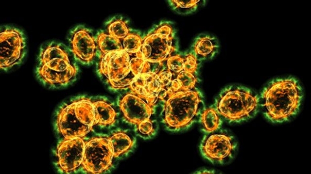 Des fioles contenant le virus de la variole trouvées dans un placard