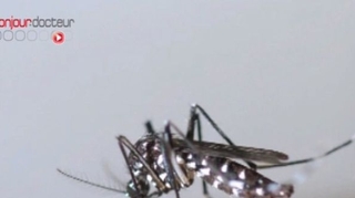 Chikungunya : premier cas transmis localement aux USA