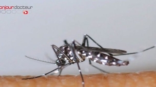 Chikungunya : ''au moins 15% de la population'' aurait été touchée