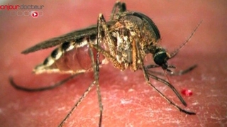 Dengue : premier cas autochtone dans le Var