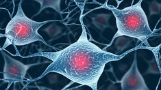 L'autisme, un excès de synapses en cause ?