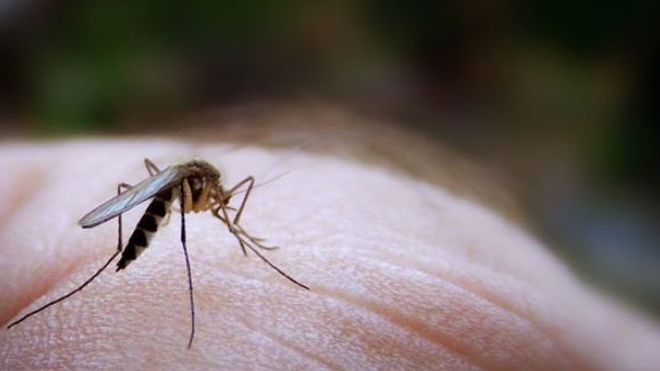 Paludisme : mise au point d'un test rapide et peu coûteux