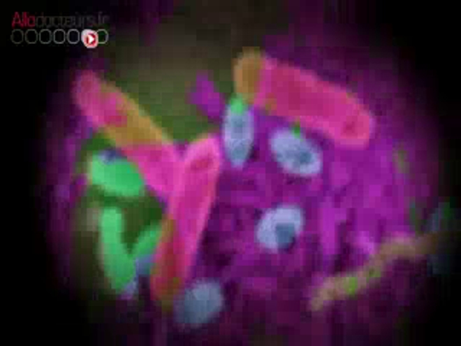 Image : un ver plat ''Dugesia subtentaculata'', très proche cousin du ''Dugesia japonica'' étudié par les chercheurs du CNRS. (cc-by-sa Eduard Solà) - Vidéo : reportage du 12 janvier 2015
