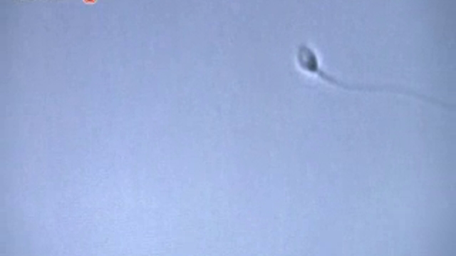 Un embryon modélisé en trois dimensions