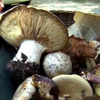 Champignons : la cueillette de tous les dangers