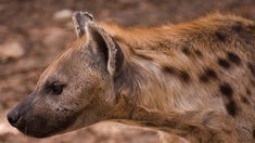 Sexualité des animaux : la hyène tachetée, une femelle phallique
