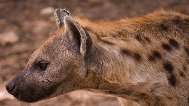 Sexualité des animaux : la hyène tachetée, une femelle phallique (CC BY-SA Ikiwaner)