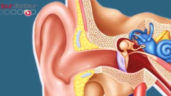 Schéma de l'oreille interne 