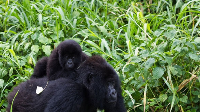 Le VIH transmis à l'homme par les gorilles (Cai Tjeenk Willink® Wikimedia)
