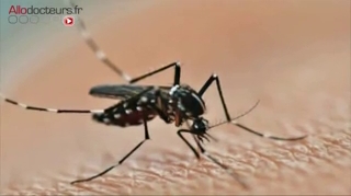 Dengue et chikungunya s'implantent en France métropolitaine