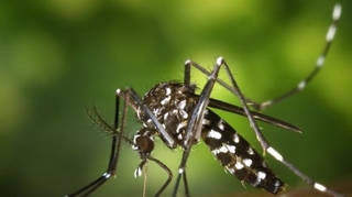 Les moustiques tigres représentent “un risque sanitaire majeur”