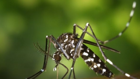 Moustiques tigres : “un risque sanitaire majeur”