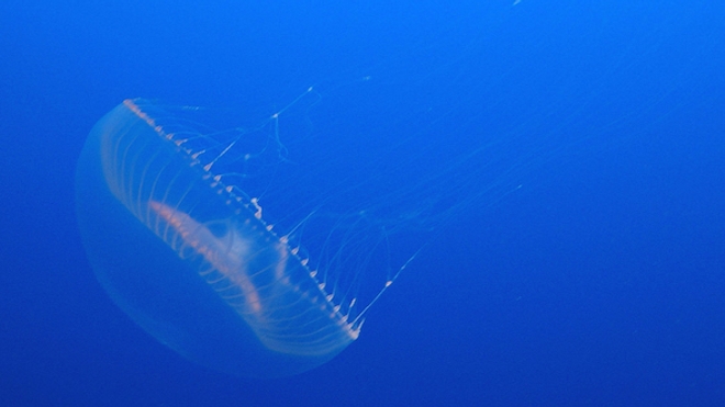 Agneau porteur d’un gène de méduse : pourquoi crée-t-on des animaux ''transgéniques'' ?