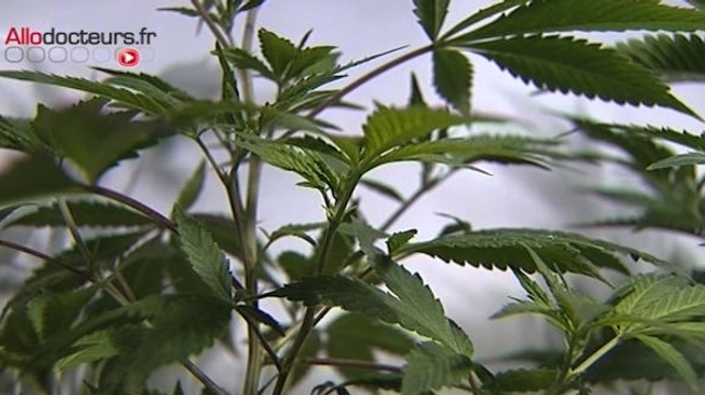 Cannabis thérapeutique : l'Assemblée nationale autorise une expérimentation sur deux ans