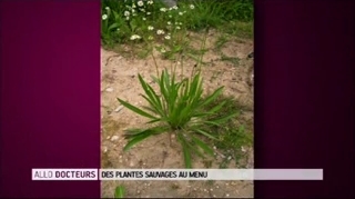 Plantes sauvages : que peut-on faire avec le plantain ?